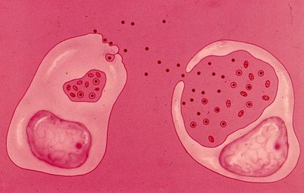 ADN-ul Gardnerella vaginalis l