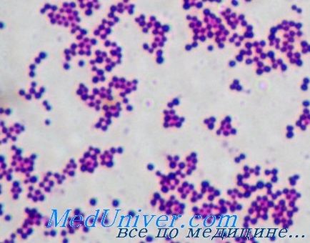 Staphylococcus aureus ce este