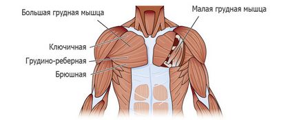 Cum de a elimina grasimea mușchiul pectoral