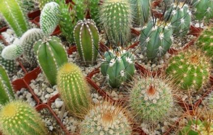 Cum să aibă grijă de cactusi