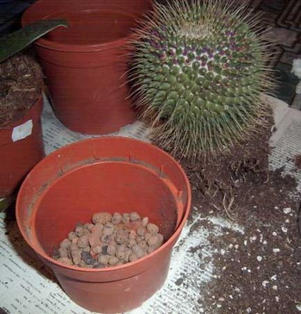 Cum să aibă grijă de cactusi