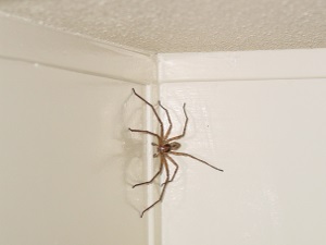 Ceea ce am văzut păianjenul casa