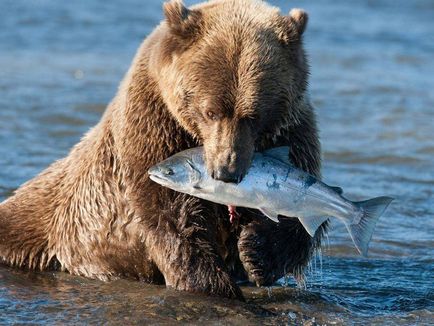 Cum să mănânce un urs