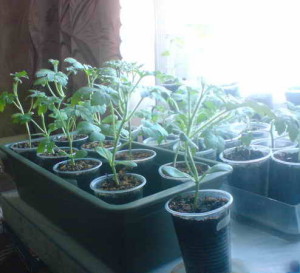 pepeni verzi în creștere