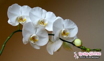 De ce foaie galben la Orchid