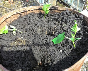 Cum să planteze castraveți în butoi Cum să planteze castraveți în butoi
