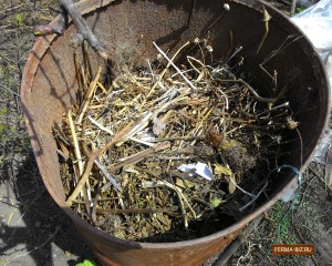 Cum să planteze castraveți în butoi Cum să planteze castraveți în butoi