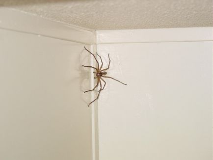 Ceea ce am văzut păianjenul casa