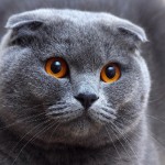 Scottish Fold pisica (20 poze)