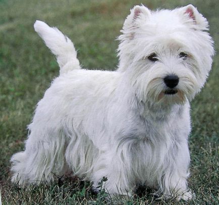 Alb Terrier Dog