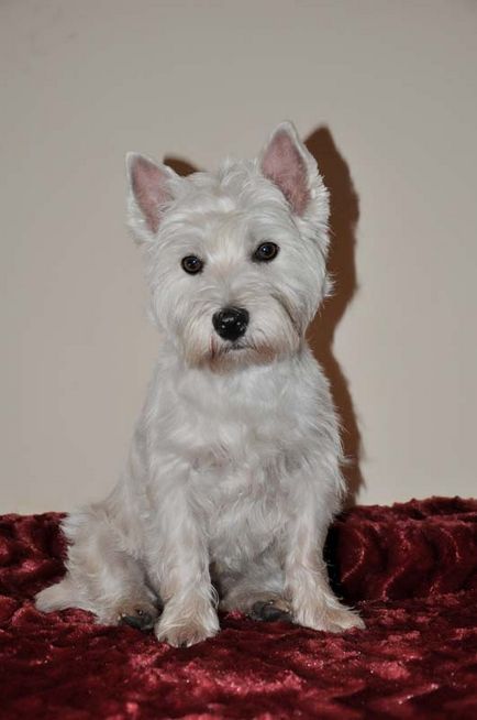 Alb Terrier Dog