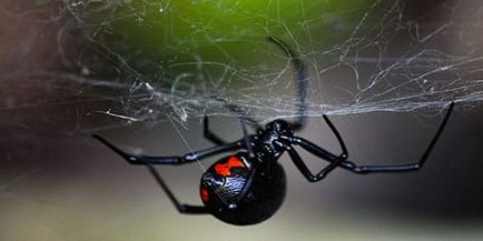 păianjen negru în ce