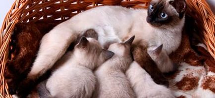 Vis pisica Interpretare a dat naștere la pui