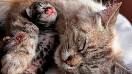 Vis pisica Interpretare a dat naștere la pui