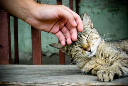 Calduri la pisici simptome cât timp și cât de des - murkote despre pisici și pisici