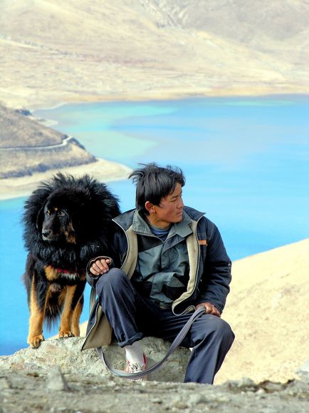 Câine cu Tibetul
