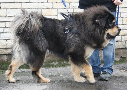 Câine cu Tibetul