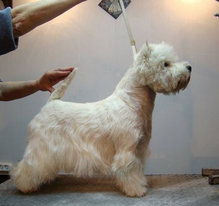 Alb Terrier Dog