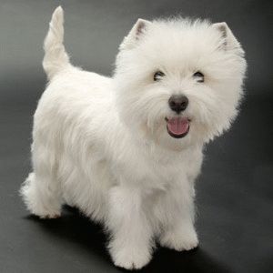 West Highland Terrier alb Descriere caine rasa