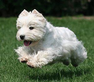 Alb Terrier Dog Alb Terrier Dog