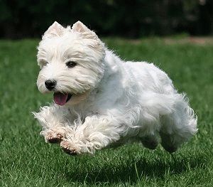 Alb Terrier Dog