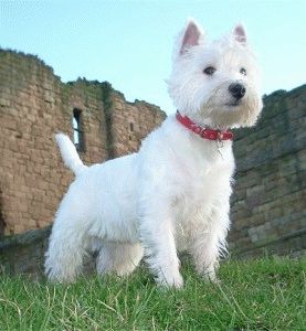 Alb Terrier Dog