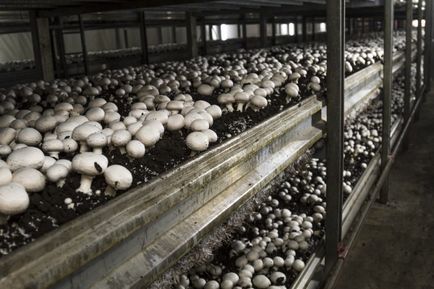 Cultivarea de ciuperci la domiciliu