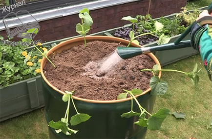 Cum să planteze castraveți în butoi