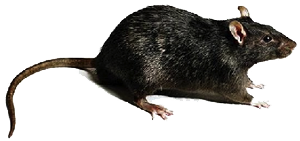 Ce poate un șobolan