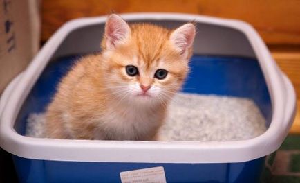 4 Principalele cauze de apariție a sângelui în urină a unei pisici, tratamentul bolilor