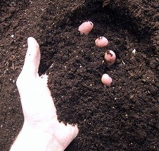 6 sfaturi pentru a îmbunătăți compoziția solului pentru creșterea plantelor