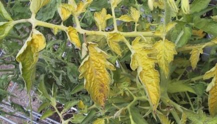 7 motive de ce frunzele se tomatele galbene și ce să facă