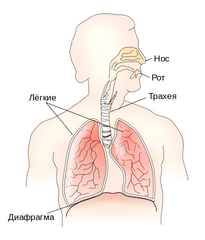 9 motive pentru a respira greu și inflamat sternului