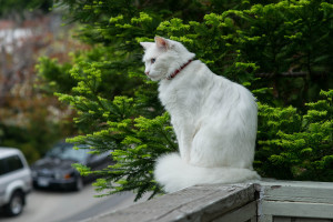 Pisica Angora (turcesc Angora) rasa descriere, fotografii, caracter, un preț și comentarii