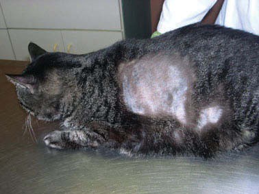 Dermatita atopica pisici, medic veterinar