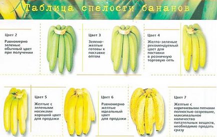 Banana - calorii, proprietăți utile, avantaje și prejudicii, descriere