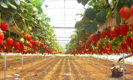 Afaceri în cultivarea căpșunilor pe tot parcursul anului (iulie 2017)