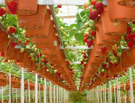 Afaceri în cultivarea căpșunilor pentru a începe, grădina proprietarului