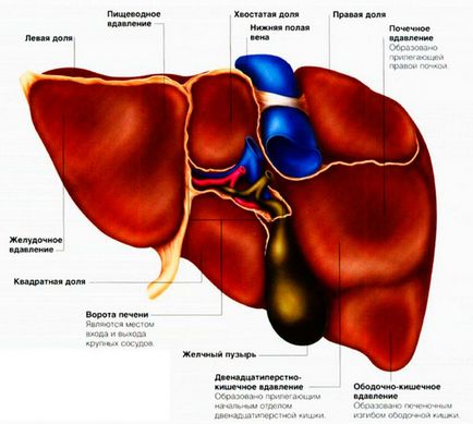 Mă doare ficatul - decât vindecarea, ce medicamente pentru a lua