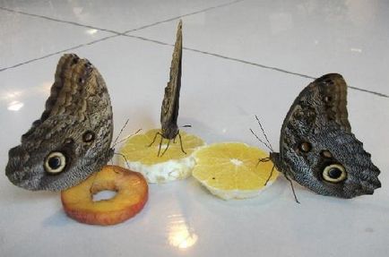 Fluturele mănânce acasă