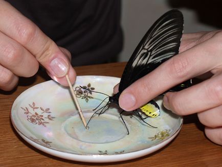Fluturele mănânce acasă
