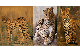 Ghepardul este diferit de leopardul și jaguarul, ceea ce este diferența