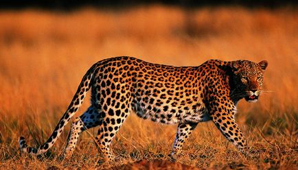 Ghepardul este diferit de leopardul și jaguarul, ceea ce este diferența