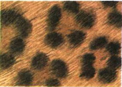 Care este diferența ghepard, leopardul și jaguarul Uncategorized - Articole - Articole Directory