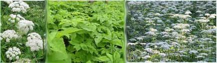 Cât de util plante medicinale goutweed, rețete populare de sănătate