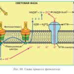 unghiile de la picioare înnegrite cauza, cum se face cu o unghie înnegrită, probleme de sănătate