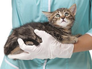 Ce se poate face în cazul în care o pisica are diaree