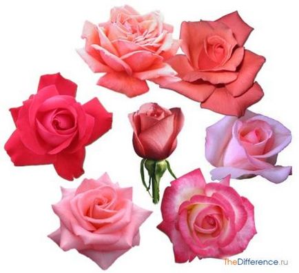 Ce sunt trandafiri roz