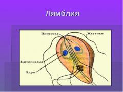 Ce este Giardia si modul de a trata simptomele lor și măsurile de prevenire