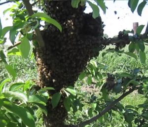 Ce este roiurile de albine și cum să evite țeava de miere
